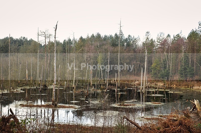 Trees - Plants and Trees