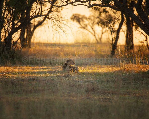 safari-132 - African Wildlife