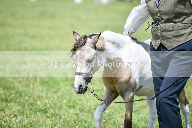 DSC_7423 - Class 62: Coloured Pony Youngstock