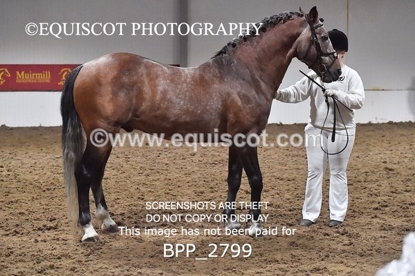 BPP_2799 - LOOSE JUMPING / SPSS