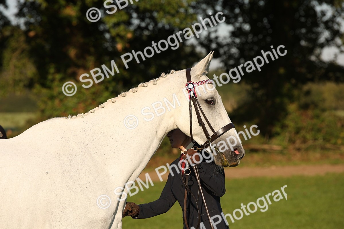 SBM_57572 - S50 - Foreign Breeds In Hand