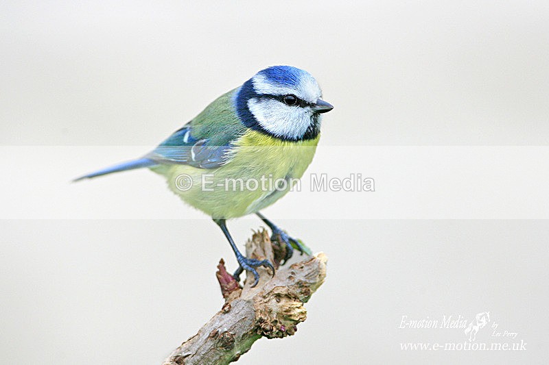 Nature-10 - Nature