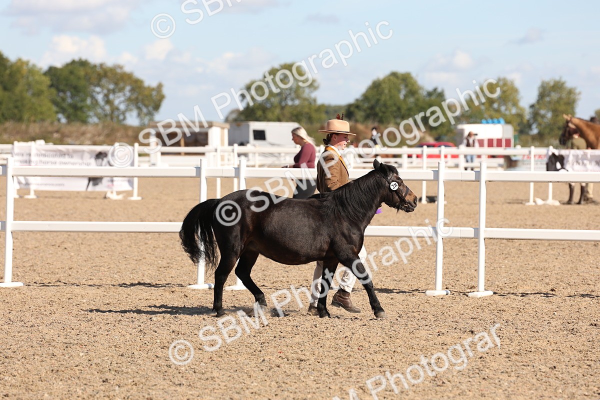 SBM_12978 - Class 206 - IH Non Show Type Pony