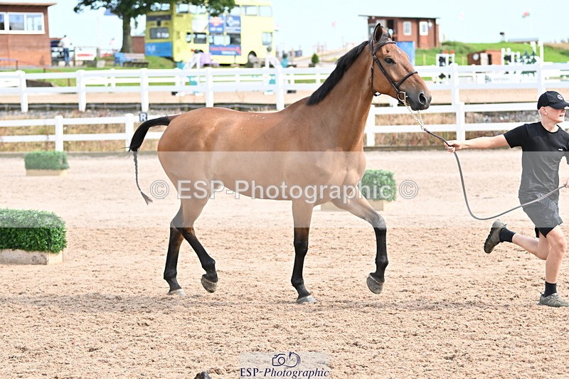 240717A-165750-03577 - Trot Up 4pm to 5pm