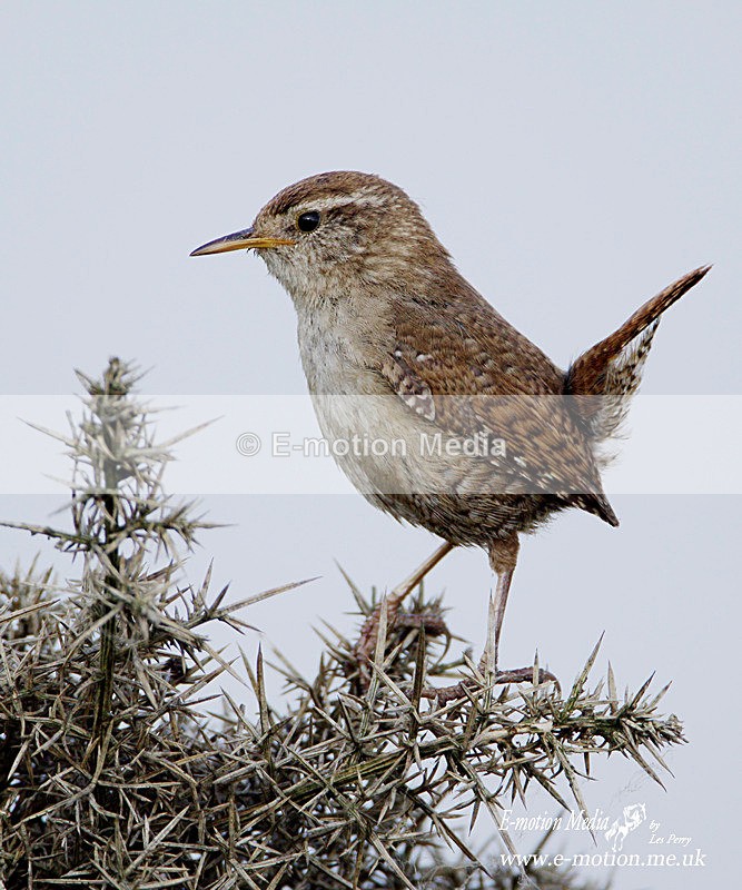 Wren 050609 - Nature