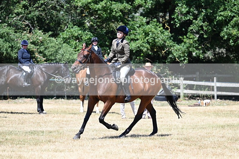 WJ7_3129 - Class 7 Riding Club Show Horse