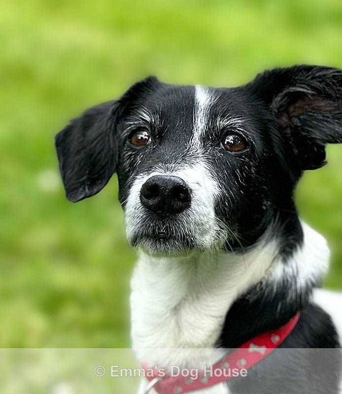  - Pawtraits
