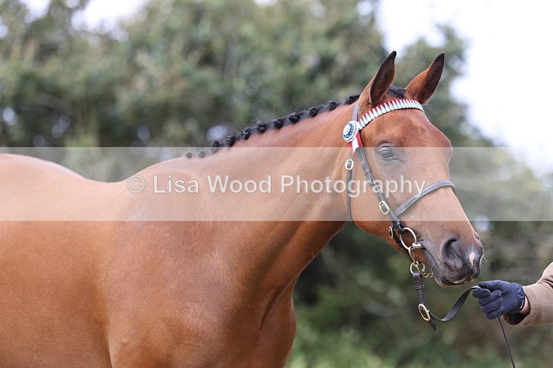 3E7A5560 - Class 20: Sports Horse In Hand