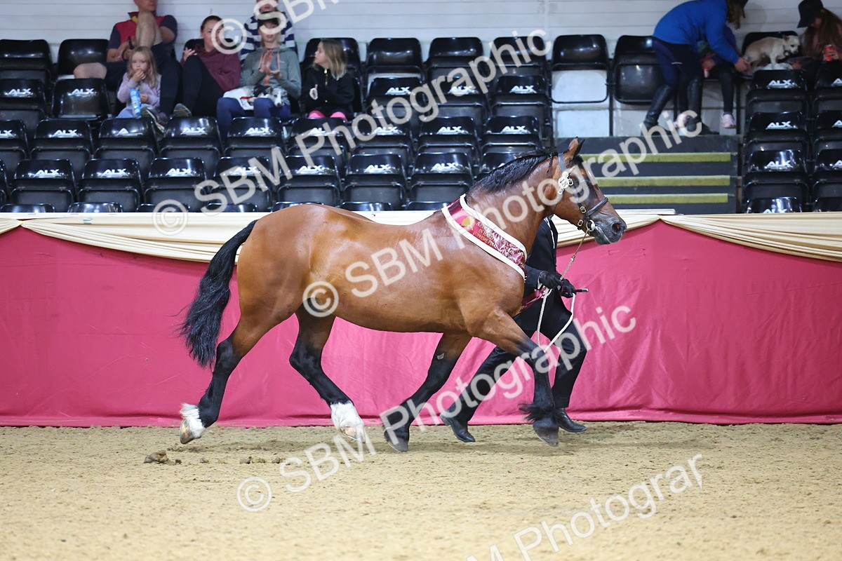 SBM_23039 - Class 903 - Supreme Final - IH Pre Vet