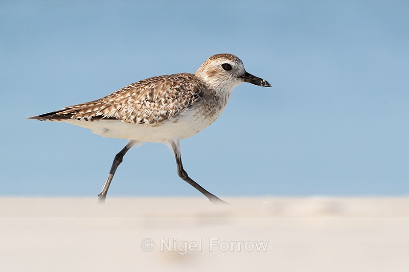 Black-bellied Plover side view, Fort De Soto Park, Florida - Black-bellied Plover