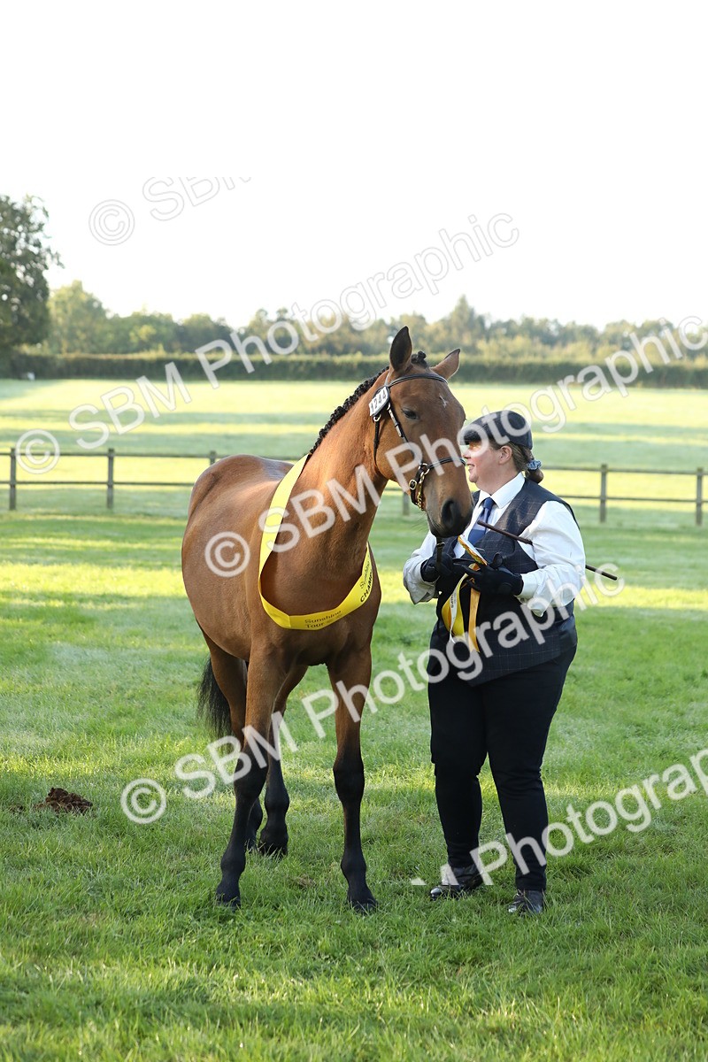 SBM_57862 - S42 - Youngstock