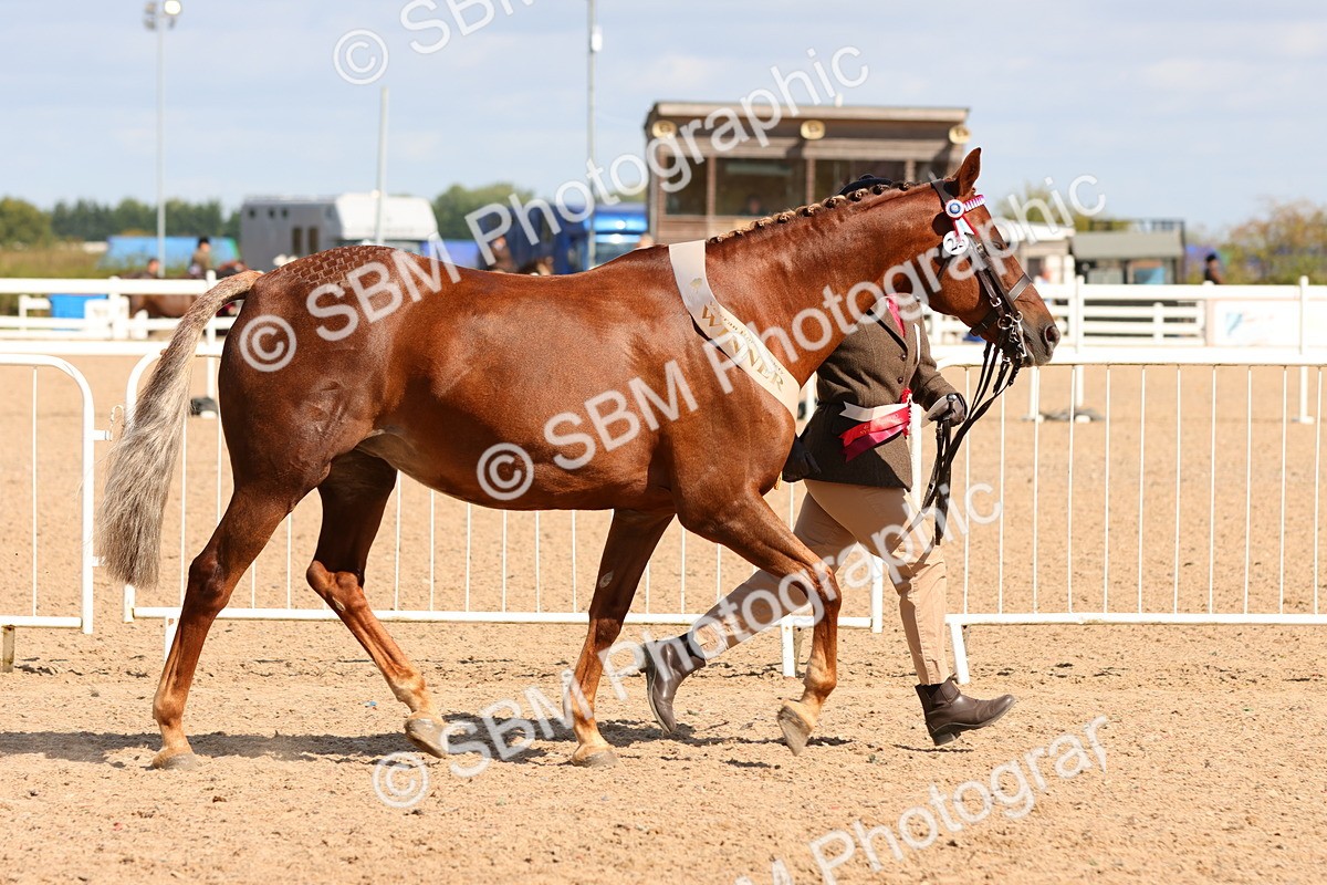 SBM_12010 - Class 209 - IH Veteran Pony