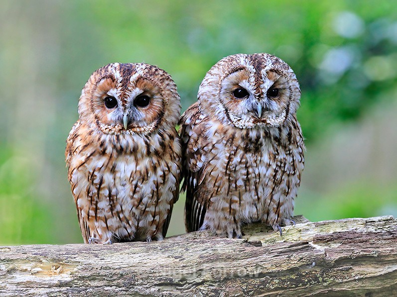 Pair of Tawny Owls perched on a horizontal tree branch