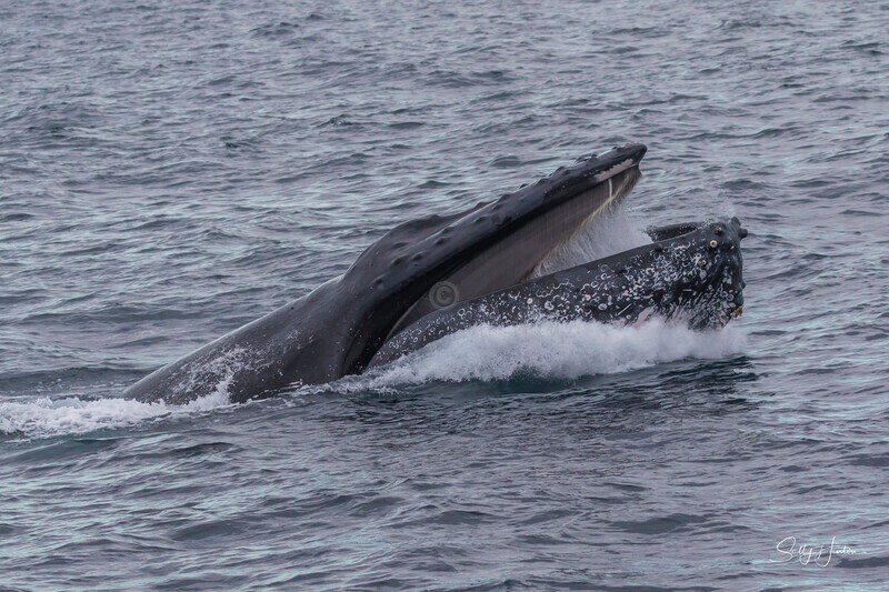 0A3A5572 - 2024 Whale Photos