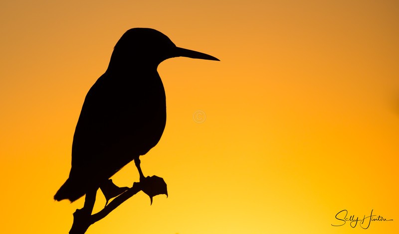 Noddy at Sunset