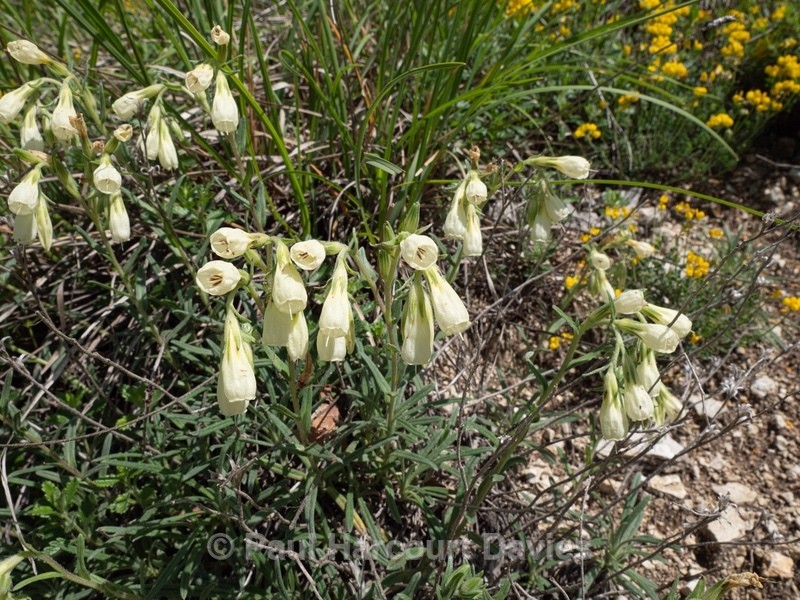 Golden drop (Onosma echioides) - Gargano - Wild Flowers
