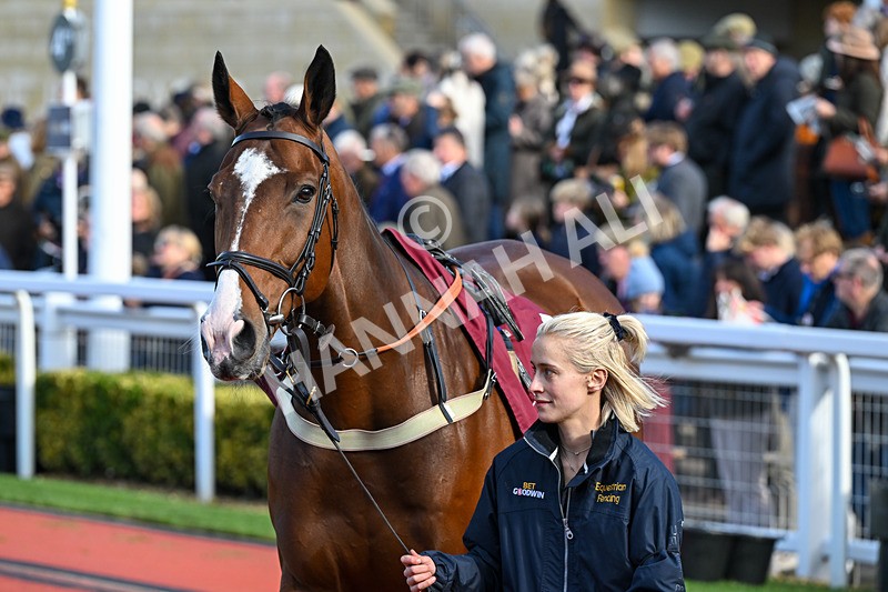 241025-Race 3-King William Rufus-2996 - Race 3