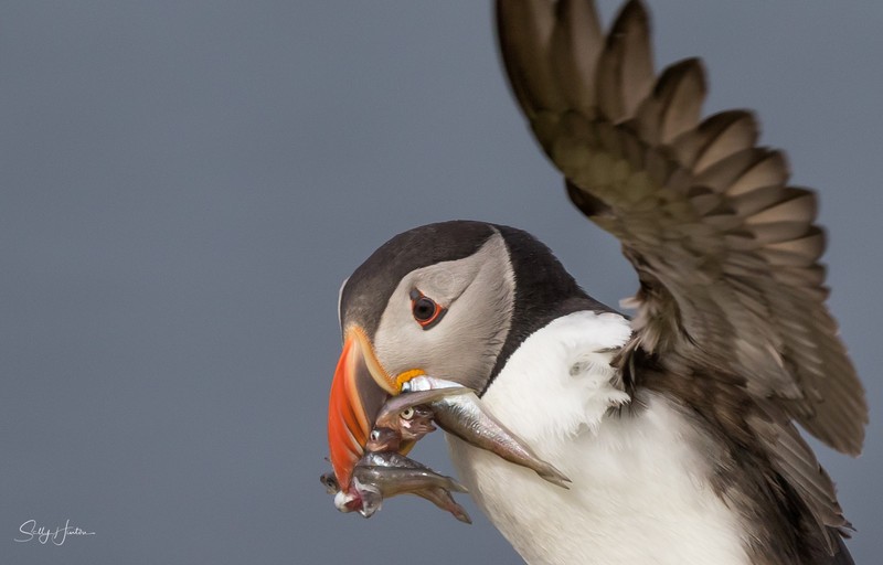 Puffen Flying 11 - Puffins