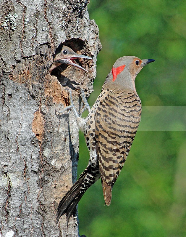 The Refusal Colaptes auratus auratus - Birds of Atlantic Canada