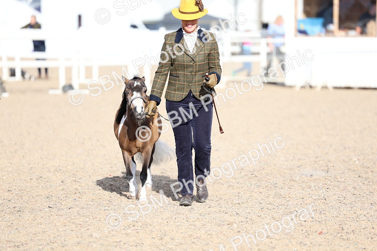 SBM_18779 - Class 317 - IH Pure Bred Horse-Pony