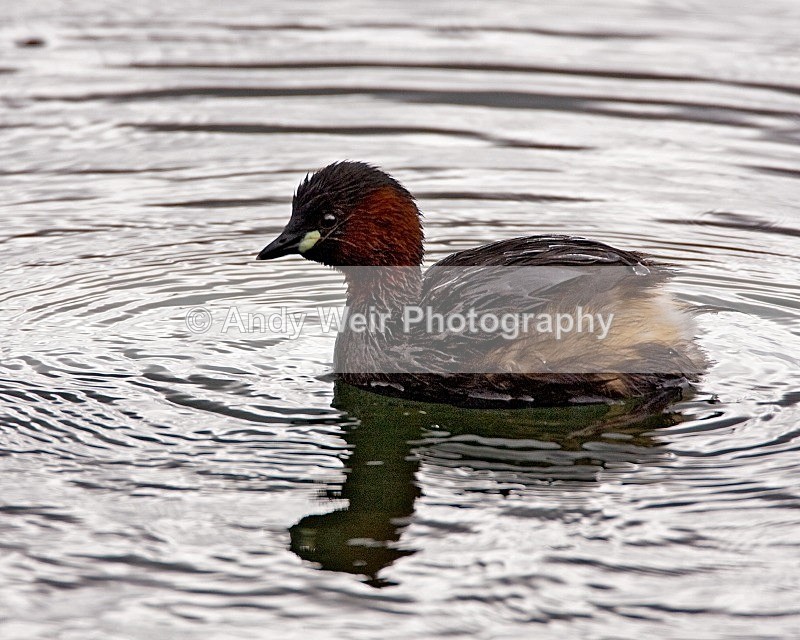20080810-039 - Little Grebe