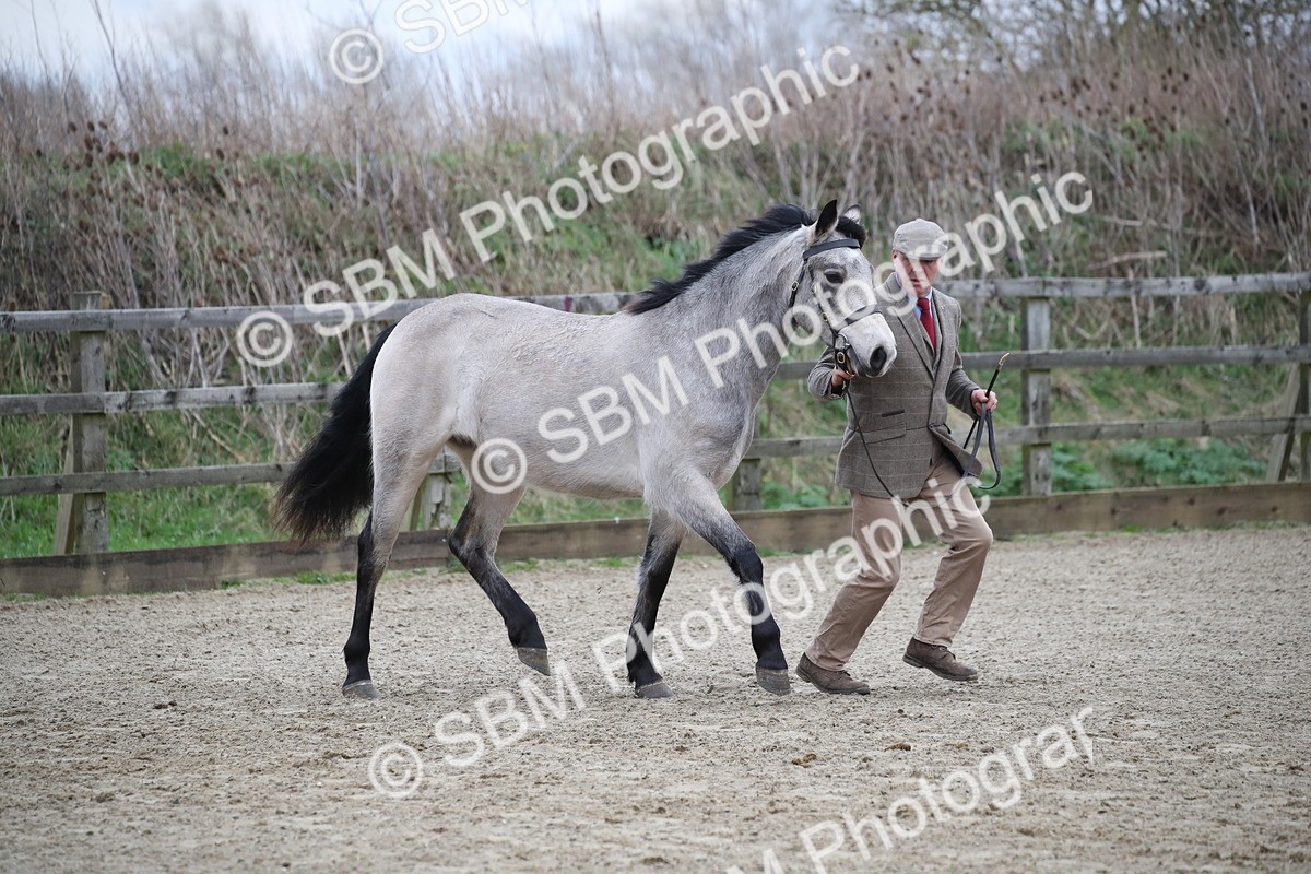 SBM_003967 - Class 1-4 - Young Stock classes Inc. In Hand Championship