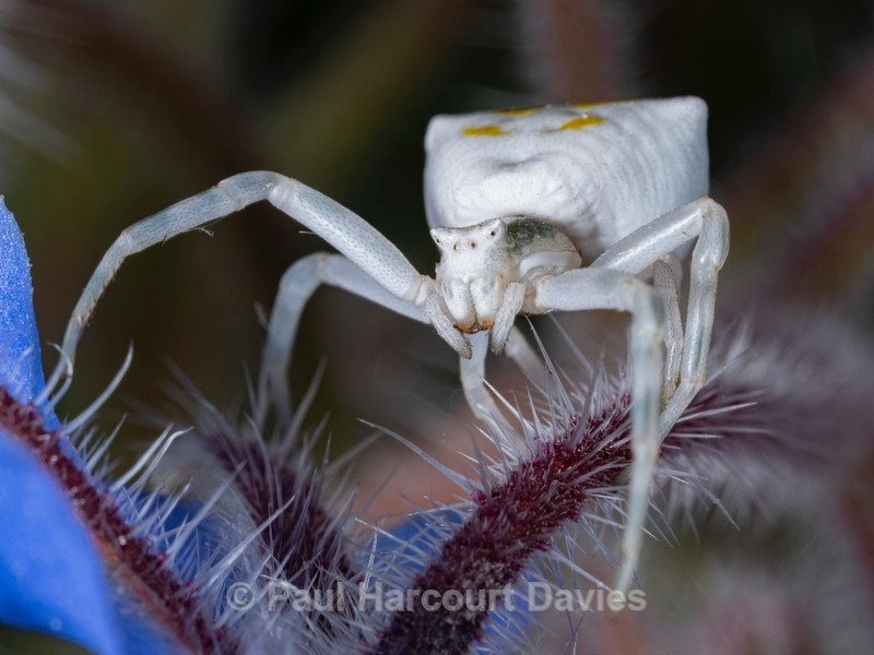 Crab spider (Thomisus onustus) ♀︎ - Mikromak & TS Robusto 160