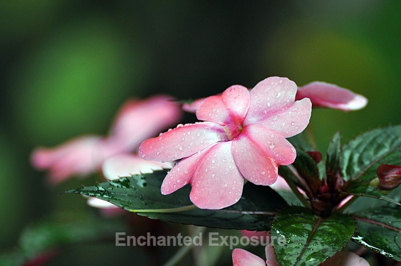Rainy Day Dance - Flowers and Trees