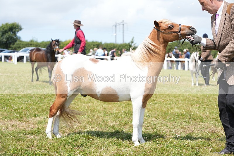 DSC06592 - Class 57: Miniature Horse 4yrs & over