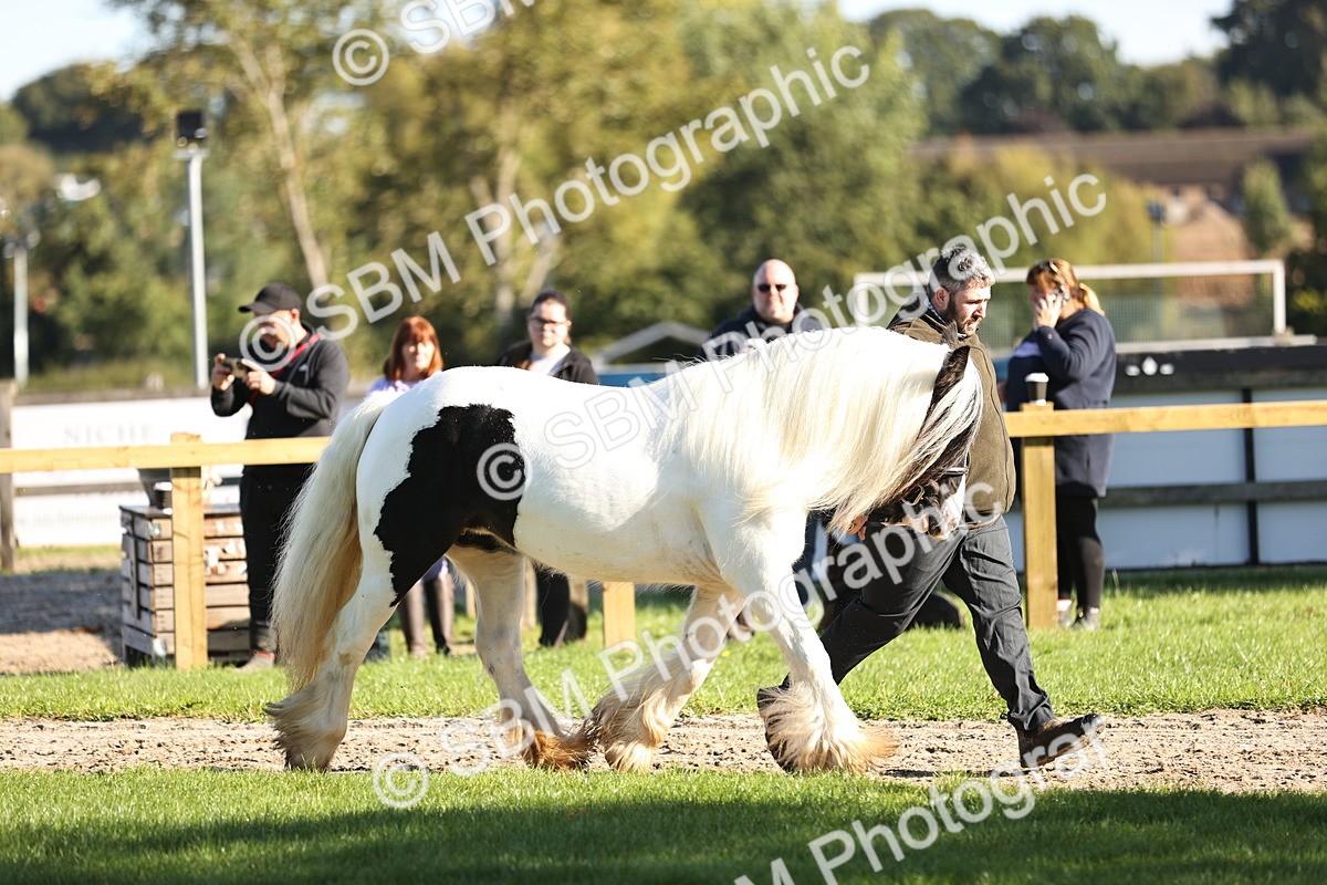 SBM_15853 - S1 - TSR in Hand Horse & Pony Showing