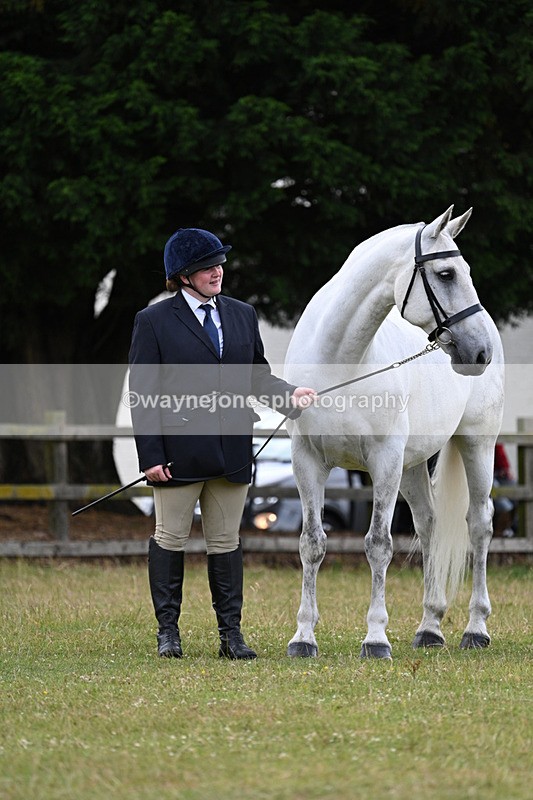 WJ7_7002 - Class 5a Most Handsome Gelding in Hand