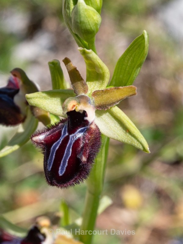 Early spider orchid subspecies (Ophrys incubacea = (also O. sphegodes ssp atrata) - Gargano - Wild Orchids