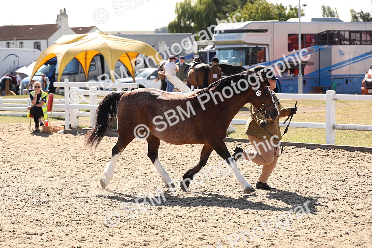 SBM_13928 - Class 205 - IH Show Pony - Show Hunter Pony
