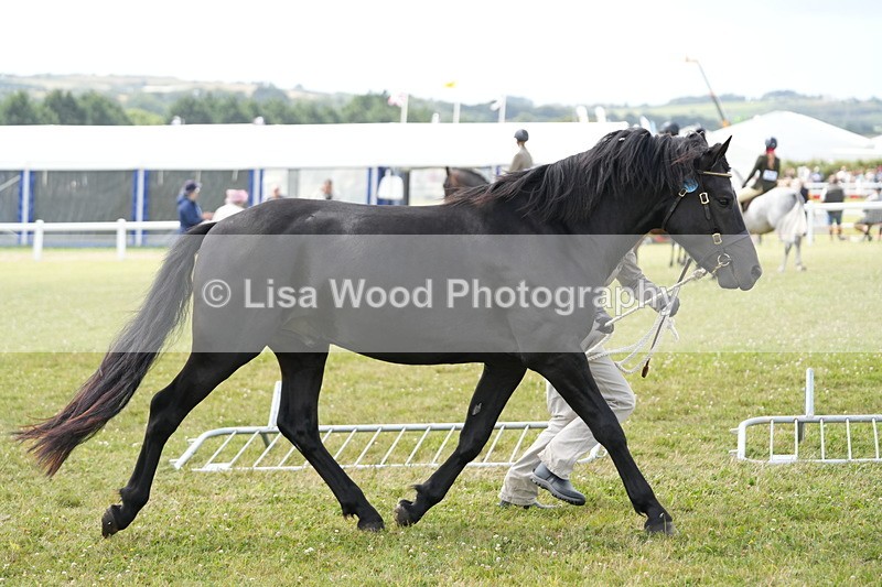 DSC05972 - NPS M&M In Hand Championship