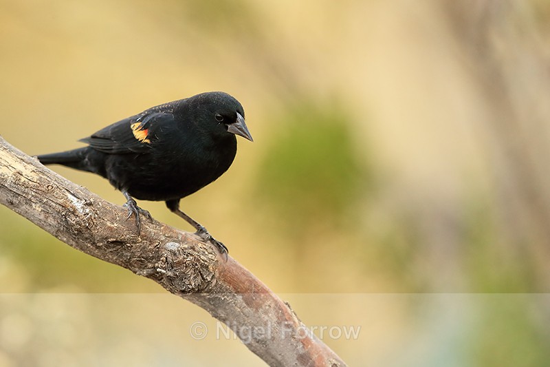 Red-winged Blackbird (male), Bosque del Apache, New Mexico, USA - Red-winged Blackbird