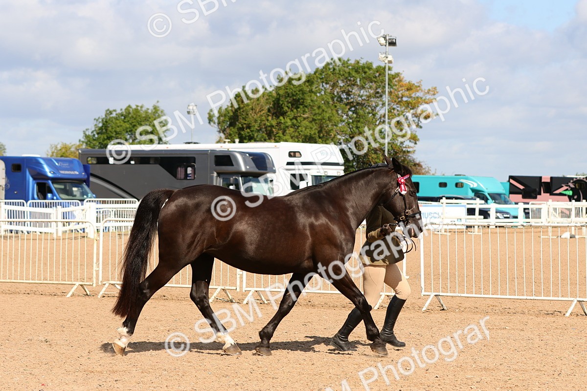 SBM_11167 - Class 208 - IH Veteran Horse