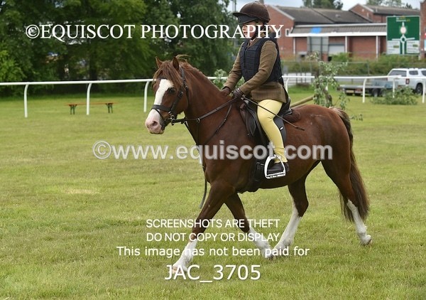 JAC_3705 - 75CM WORKING HUNTER