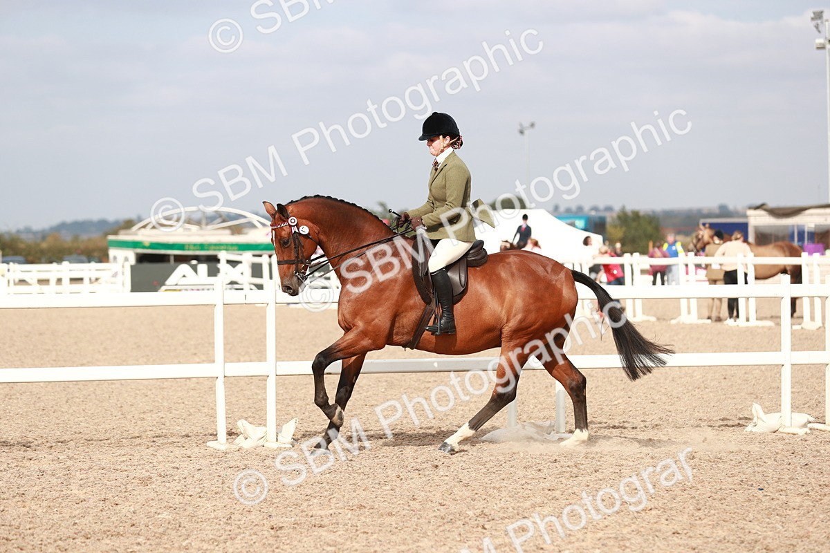 SBM_17527 - Class 215 Ridden Hack/ Riding Horse