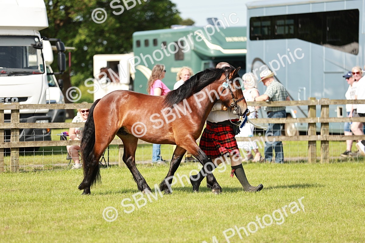 SBM_01612 - Class 14-23 - Mountain & Moorland In Hand Non Welsh