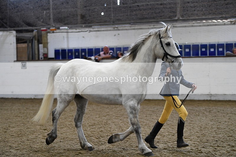 WJ5_4552 - Class 3 Part Bred In hand