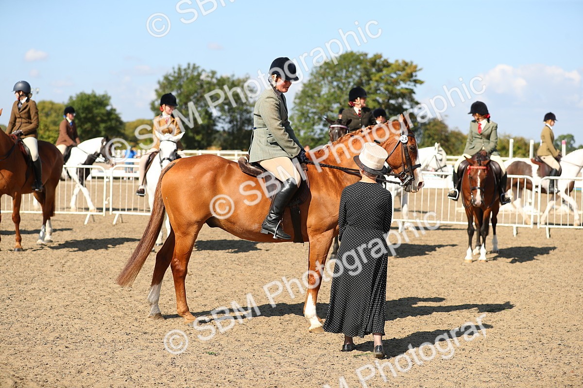 SBM_02357 - Class 43 Ridden Competition Horse/Pony