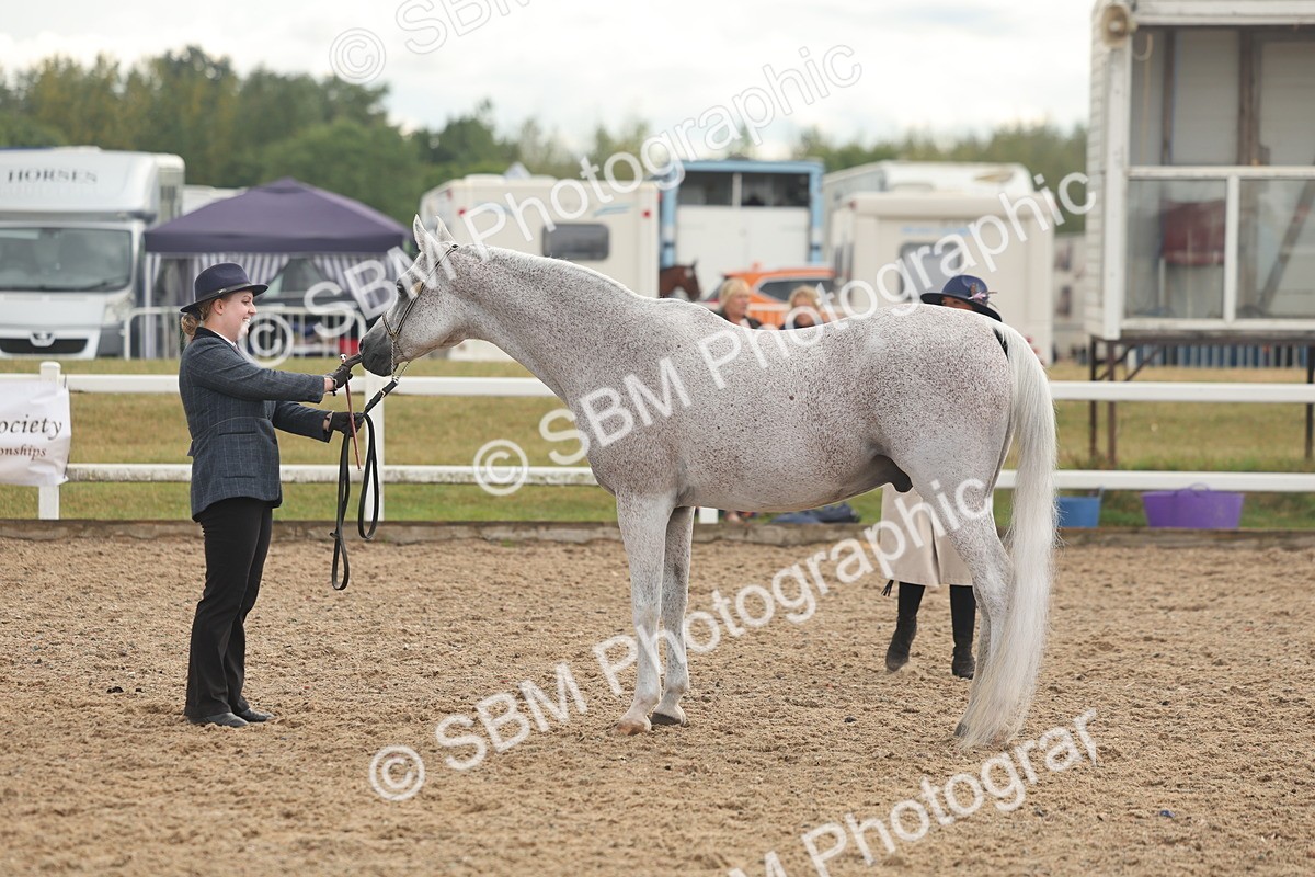 SBM_07915 - Class 28 - IH Veteran Horse