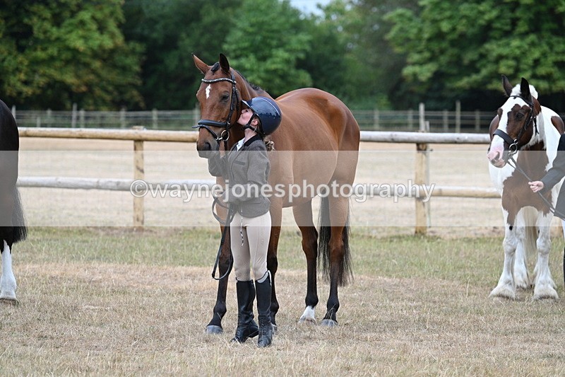 WJ7_9945 - Class 5a Most Handsome Gelding (above 14.2hh)