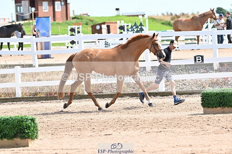240717A-153315-02875 - Trot Up 3pm to 4pm