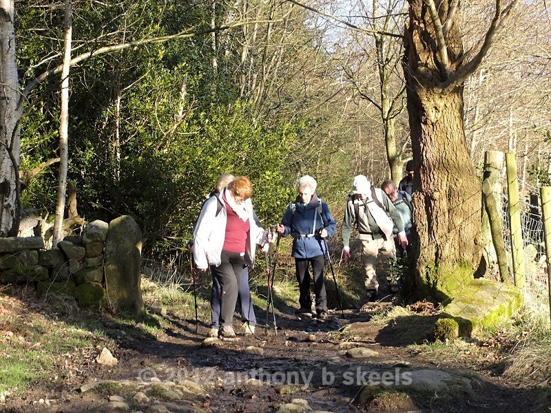 009 Descent   Adams Ale Wood  the path was very wet appropriate name - The Nidderdale Way Collection