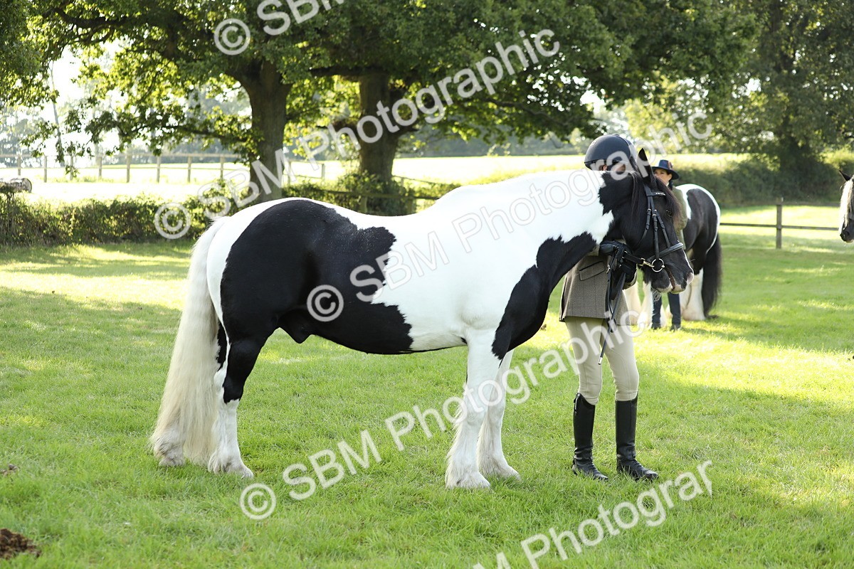 SBM_60928 - S43 - Coloured Pony In Hand
