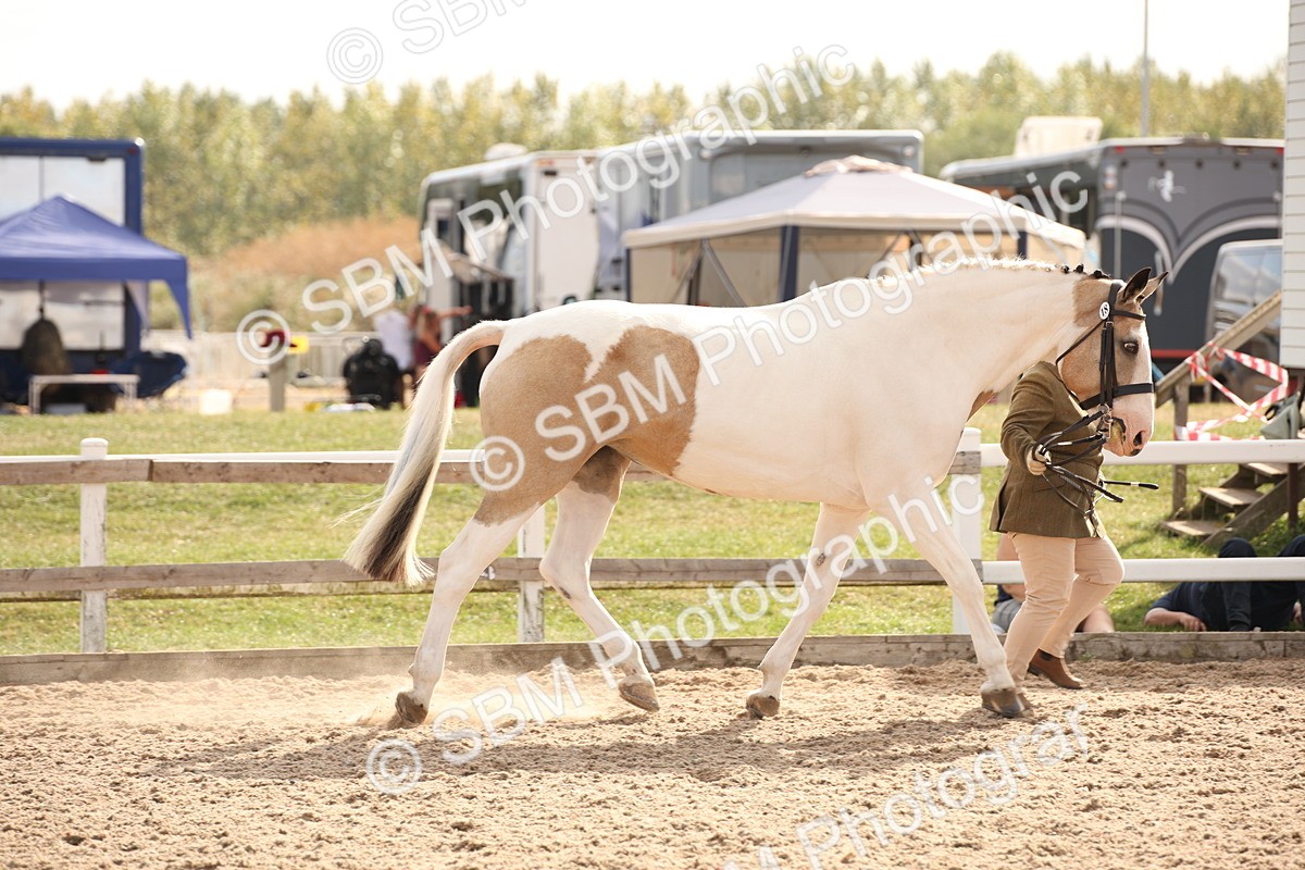 SBM_08170 - Class 27 - IH Competition Horse-Pony
