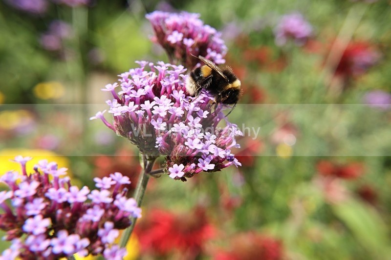 Bee on a Flower 2 - Animals, Birds etc