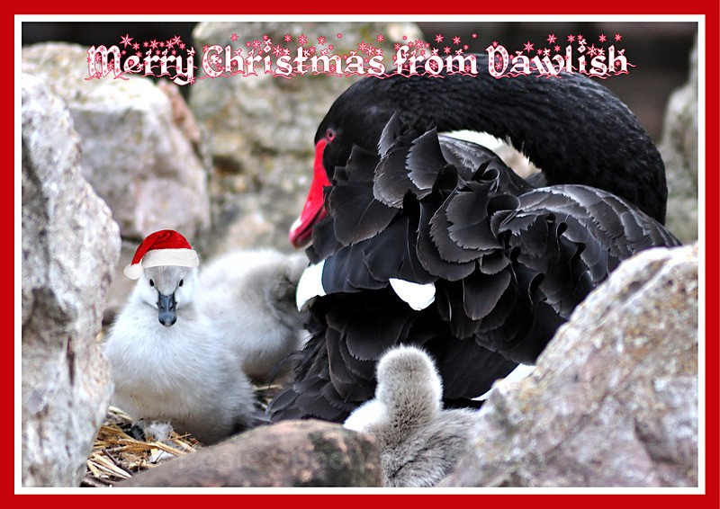 three  left DW42 Dawlish - Xmas Cards Dawlish