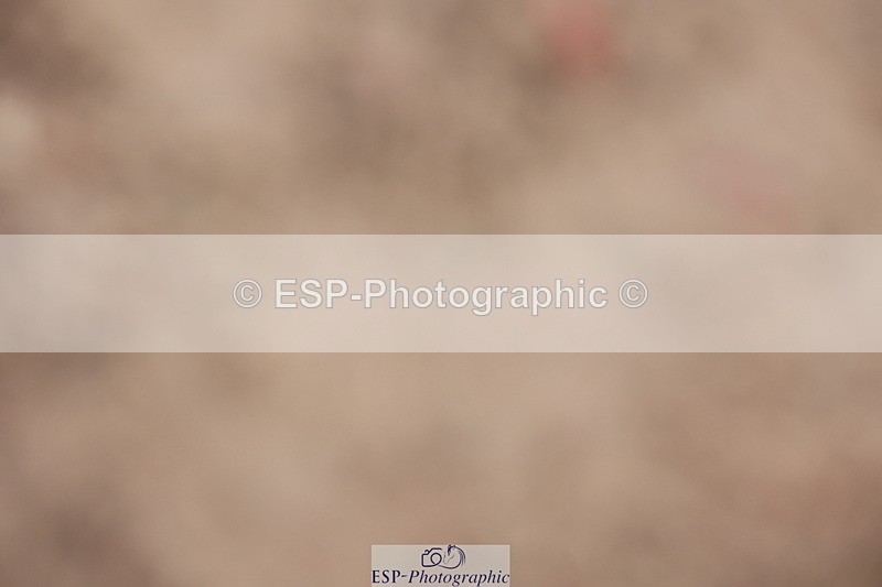 231112A-102637-03352 - Cls 17 Blue Chip Novice Winter Qualifier